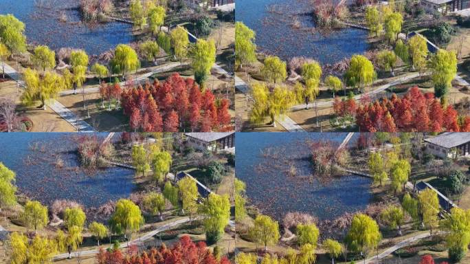 秋天阳光下徐州桃花源湿地公园的红杉林