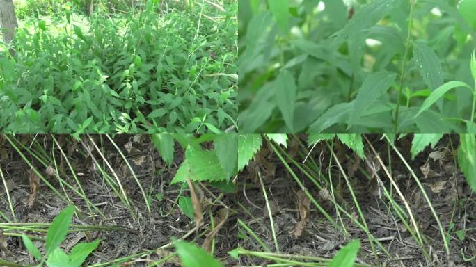 柳叶绣线菊  植株 叶 茎