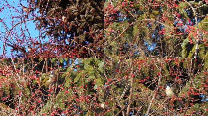 啄食忍冬果实的小鸟