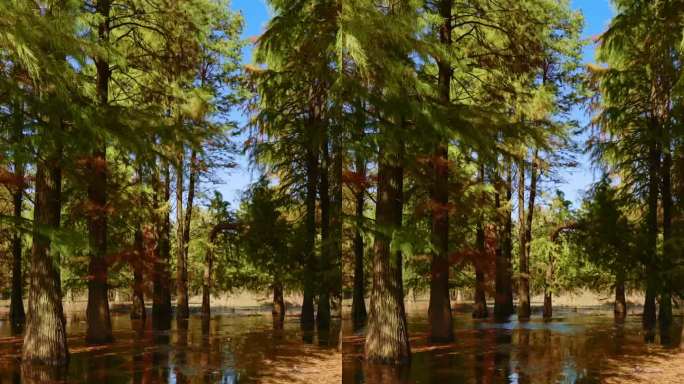 直播背景素材绿幕蓝幕抠图抠像公园室外固定