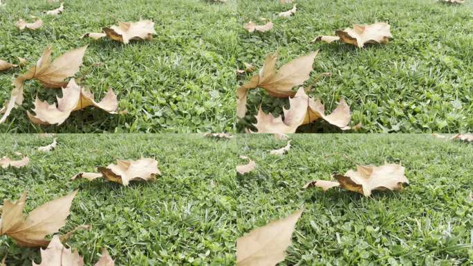 绿色草地上飞舞的枫叶