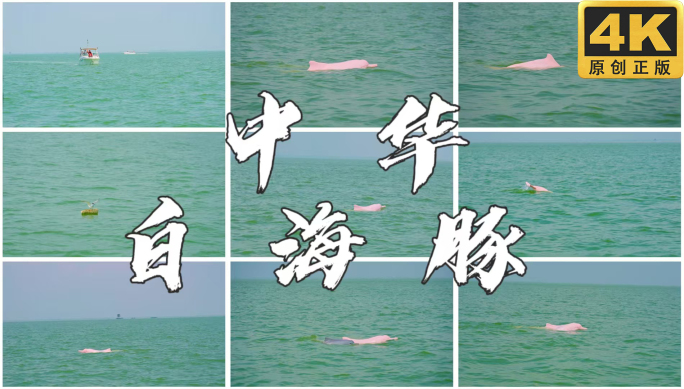 实拍中华白海豚 国家一级保护野生动物