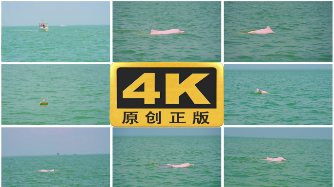 实拍中华白海豚 国家一级保护野生动物