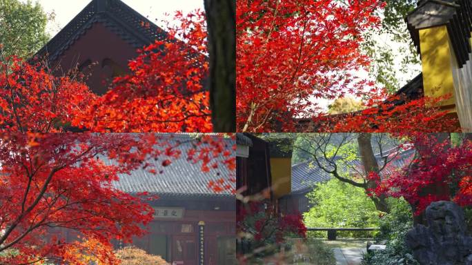 永福寺红枫