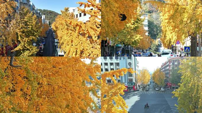 杭州市萧山区老城区风景银杏树4k素材