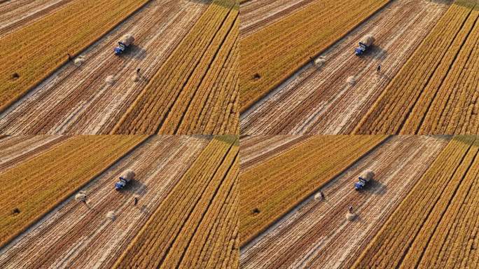 麦田麦收割麦子