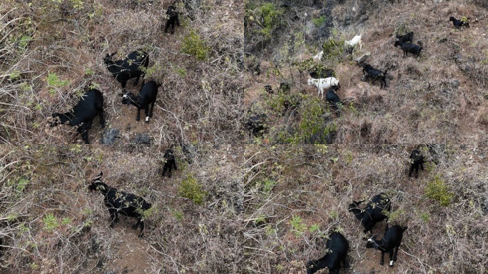 空中实拍马山黑山羊