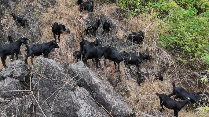 多角度航拍山上的黑山羊