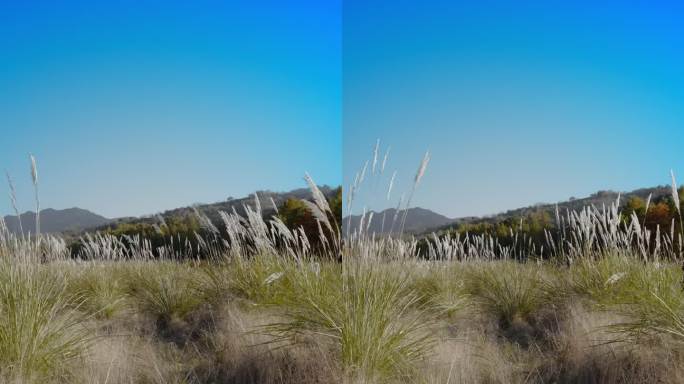 直播背景素材绿幕蓝幕抠图抠像芦苇室外固定