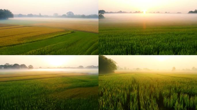 秋季晨曦下的稻田与雾气