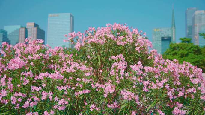 花城花海三角梅花市广州塔鲜花簇拥几组镜头