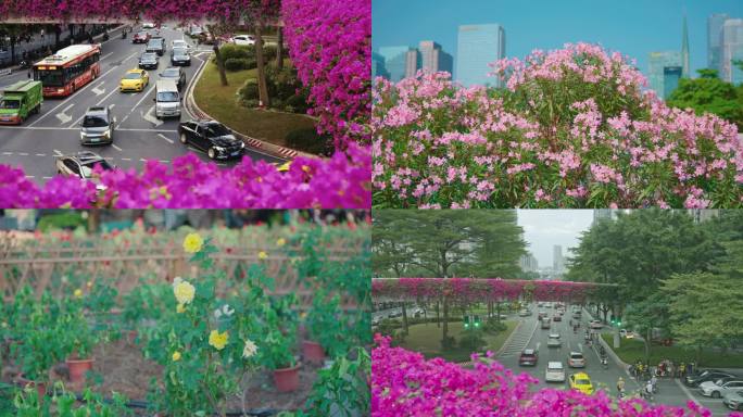 花城花海三角梅花市广州塔鲜花簇拥几组镜头