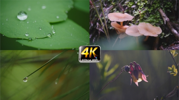 森林 雨露 水滴自然生态露水春天花特写