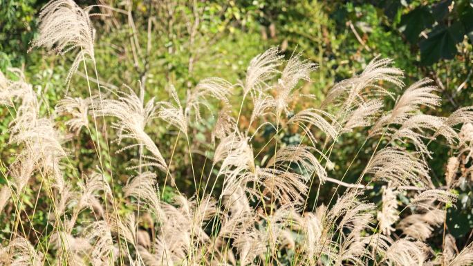 风中摇曳的芦苇、茅草