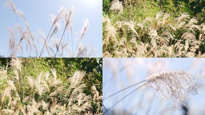 风中摇曳的芦苇、茅草