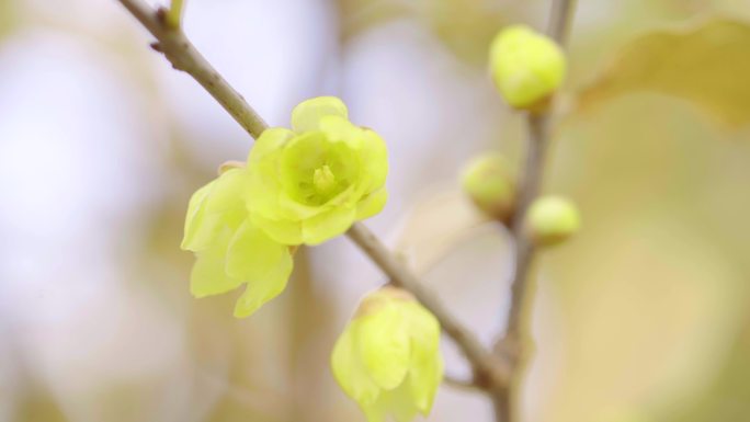 腊梅 梅花 冬天的梅花