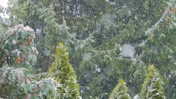 暴风雪：在山林中强风中的冬季降雪，极端天气条件。公园内大雪纷飞，大雪花飘落，暴风雪。