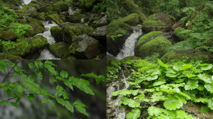 湖北神农架自然保护区瀑布流水植被特写生命