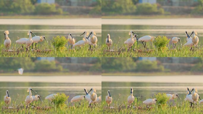 河边栖息的一群黑脸琵鹭