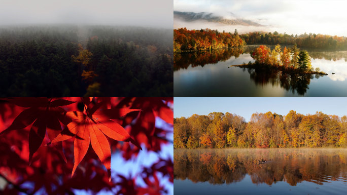 秋天森林香山红叶落叶枯叶航拍森林云雾晨雾