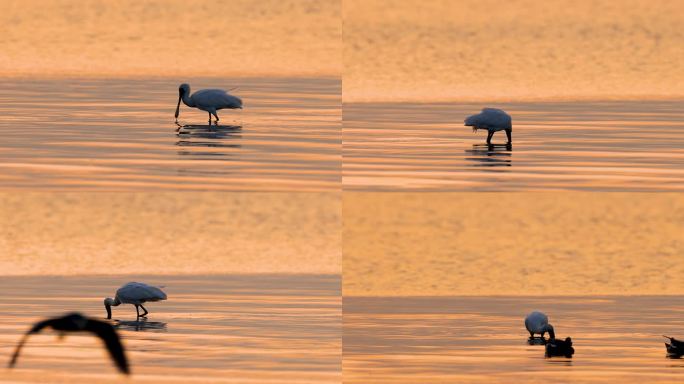 霞光中的黑脸琵鹭