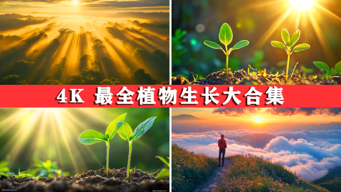 植物生长幼苗生长森林万物生长种子发芽生长