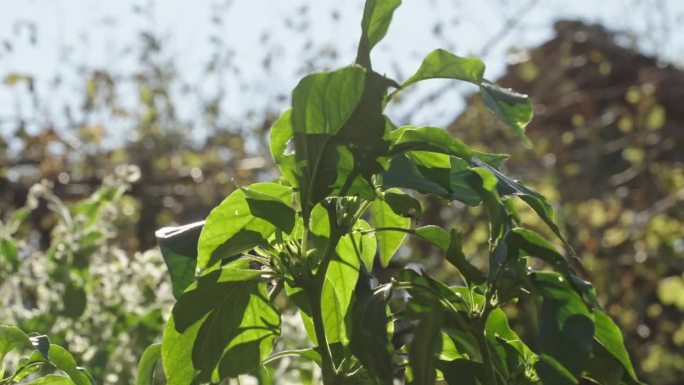 辣椒灌木。花园中种植辣椒，特写镜头。