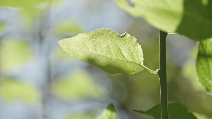 自家种植的辣椒灌木，特写镜头