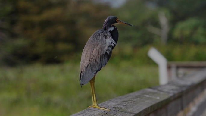 三色鹭（Egretta tricolor）在绿湾湿地。