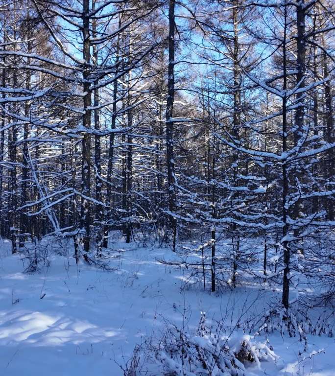 雪原松林 竖屏