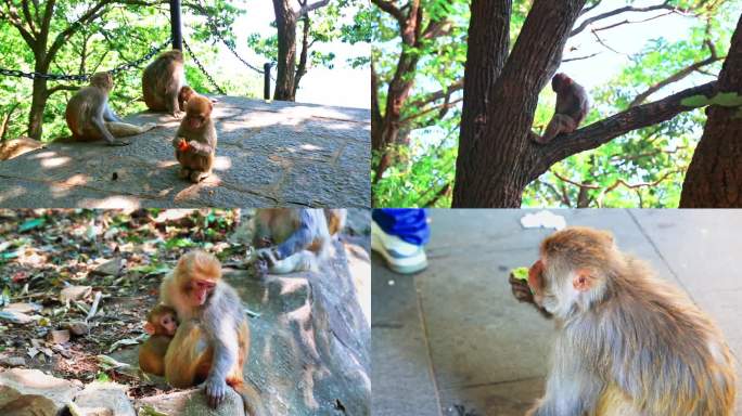 江苏连云港花果山野生猴子玩耍觅食睡觉实拍