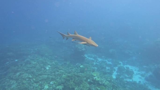 NURSE SHARK033