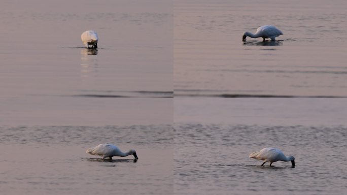 霞光中的黑脸琵鹭