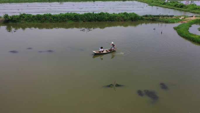 航拍湖南岳阳的稻田和小龙虾养殖基地