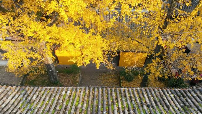 秋天银杏古建筑寺庙瓦房落叶