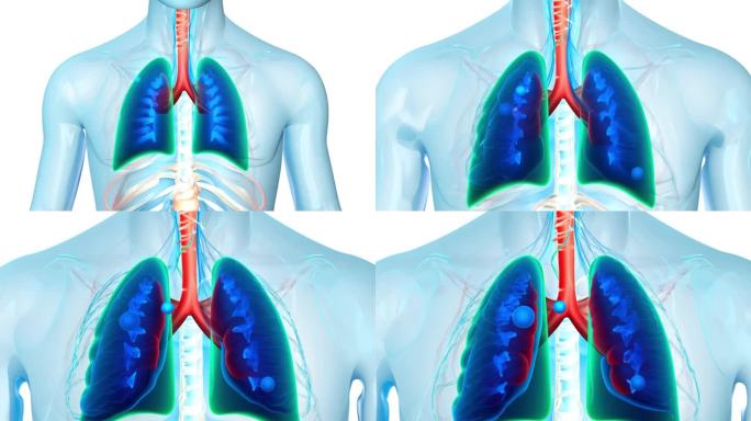 肺部 肺部呼吸 肺部结构