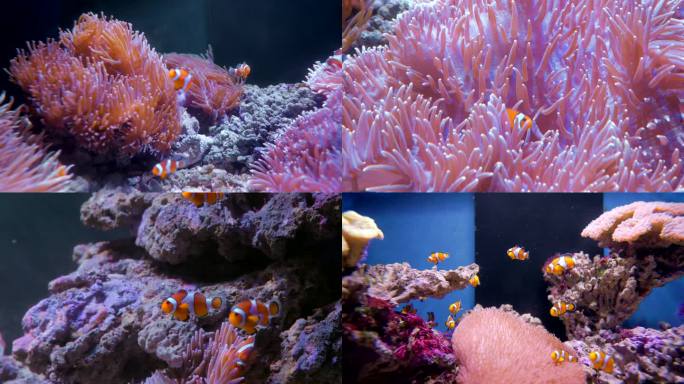 小丑鱼珊瑚海葵游鱼小鱼海洋生物海