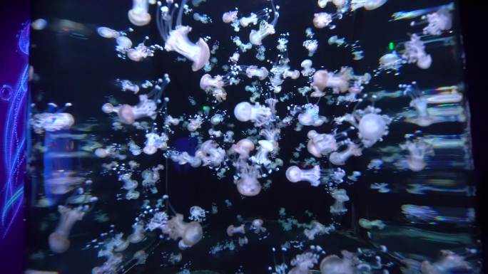 重庆汉海海洋公园视频素材
