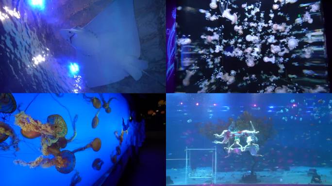 重庆汉海海洋公园视频素材