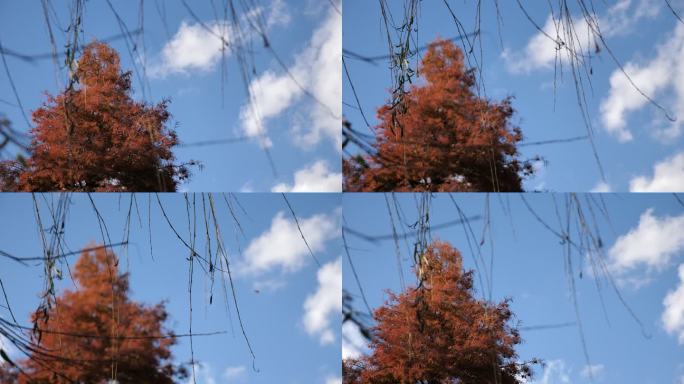秋天柳条4K