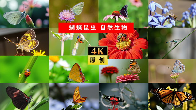 最新蝴蝶昆虫飞行动物合集