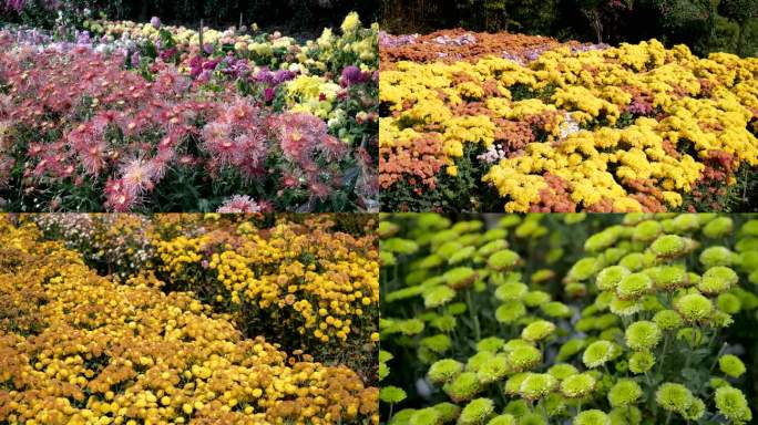 菊花展种满菊花的花园