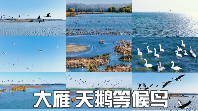 候鸟 水禽 天鹅 大雁 鸿雁