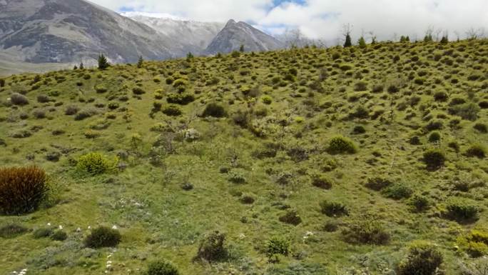 高山草甸上的灌木分布