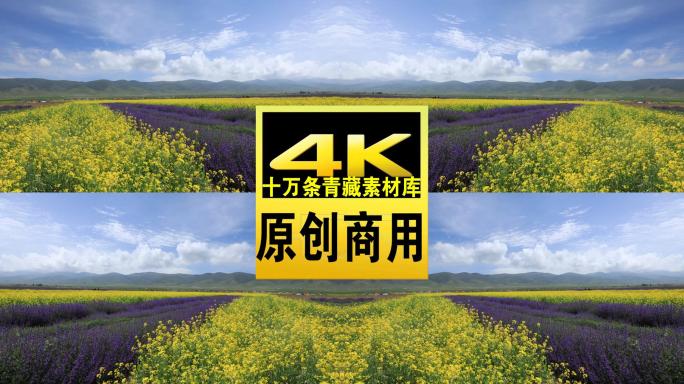 青海门源县蓝天白云油菜花海航拍4K视频