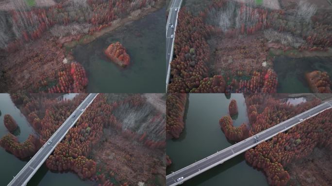 航拍江苏省淮安盱眙天泉湖落羽杉林跨湖大桥