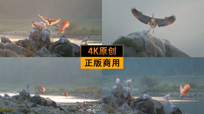 洋县秦岭四宝野生朱鹮慢镜头