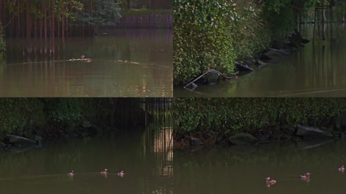 珍稀水鸟之小鸟天堂