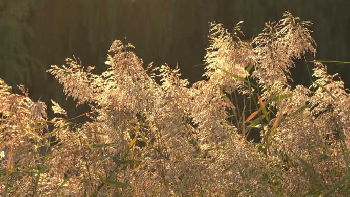 芦苇 芦苇荡 夕阳下的芦苇