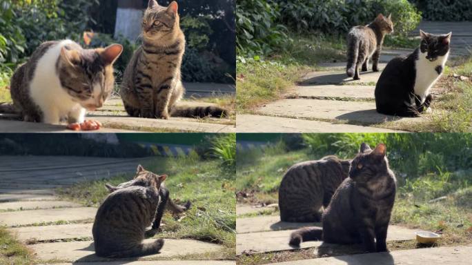 小猫猫群流浪猫狸花猫中华田园猫 一群猫